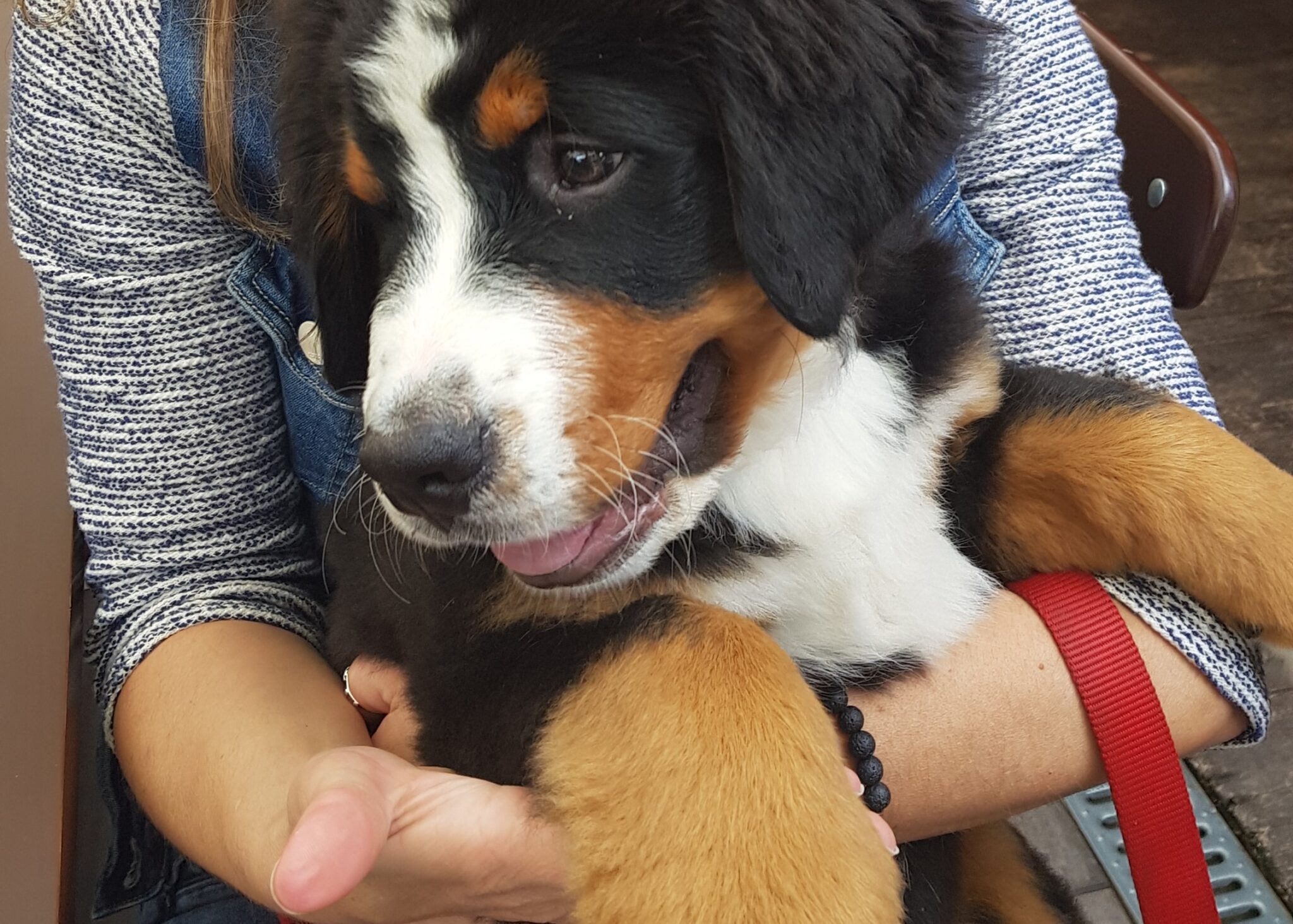 Quanto dormono i cani e quali sono i loro bisogni